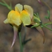 Linaria pedunculata - Photo (c) faluke, some rights reserved (CC BY-NC), uploaded by faluke