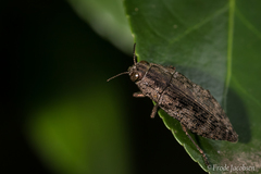 Dicerca lurida