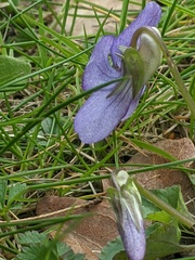 Viola riviniana