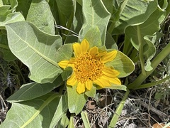 Wyethia helenioides