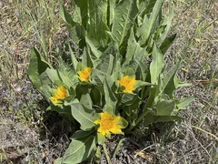 Wyethia helenioides