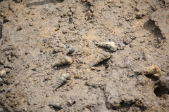 Cerithideopsis