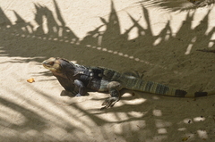 Ctenosaura melanosterna