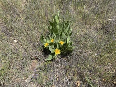 Wyethia helenioides