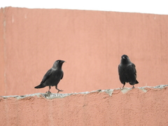 Corvus monedula soemmerringii