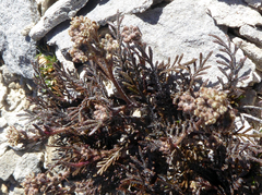 Lepidium solandri