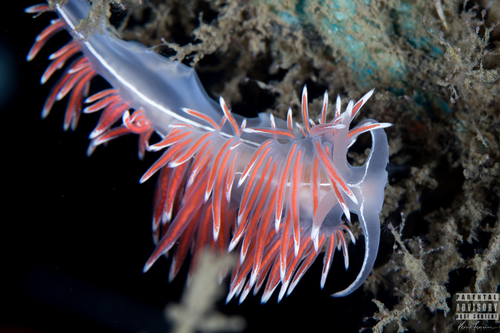 Coryphella Nudibranch