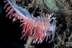 Coryphella Nudibranch
