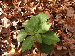 Pachysandra procumbens