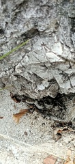 Vipera ammodytes ammodytes