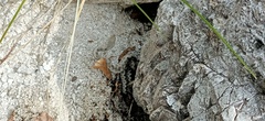 Vipera ammodytes ammodytes