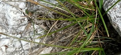 Vipera ammodytes ammodytes