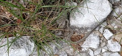 Vipera ammodytes ammodytes