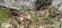 Vipera ammodytes ammodytes