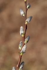 Salix sericea