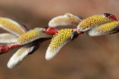 Salix sericea