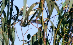 Sephanoides sephaniodes