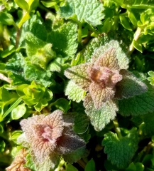 Lamium purpureum