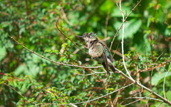 Sephanoides sephaniodes