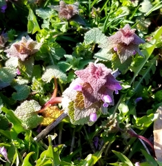 Lamium purpureum