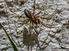 Stemonyphantes lineatus