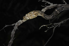 Trimorphodon quadruplex