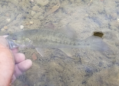 Micropterus treculii