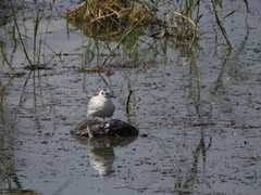 Hydrocoloeus minutus