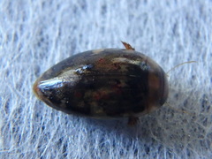 Laccophilus maculosus