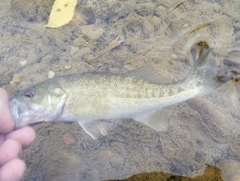 Micropterus treculii