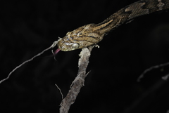 Trimorphodon quadruplex