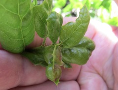 Callirhytis perfoveata