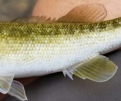 Micropterus treculii