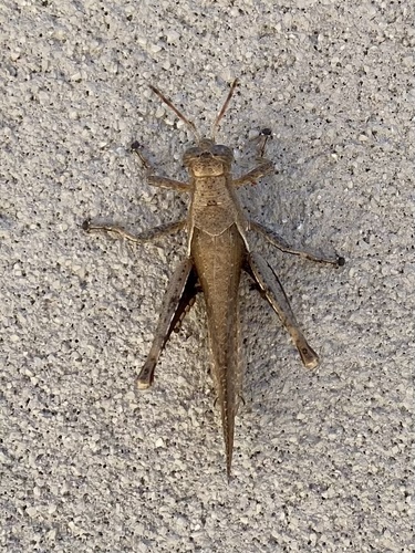 Acrididae image