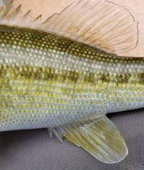 Micropterus treculii