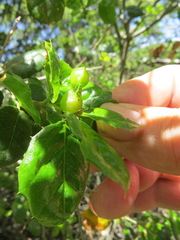 Callirhytis perfoveata