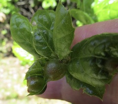 Callirhytis perfoveata
