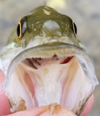 Micropterus treculii