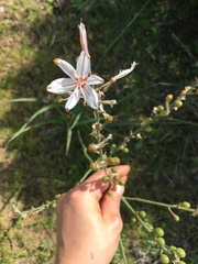 Asphodelus lusitanicus