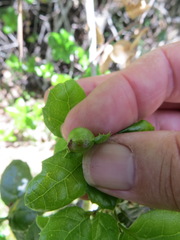 Callirhytis perfoveata