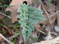 Cymopterus longipes