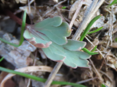 Cymopterus longipes