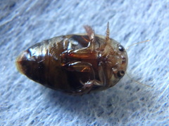Laccophilus maculosus