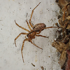 Stemonyphantes lineatus