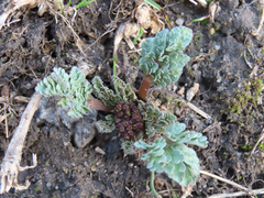 Cymopterus longipes
