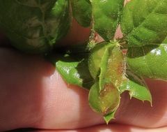 Callirhytis perfoveata