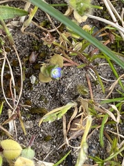 Veronica arvensis