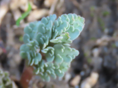 Cymopterus longipes