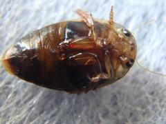 Laccophilus maculosus