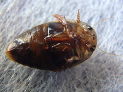 Laccophilus maculosus
